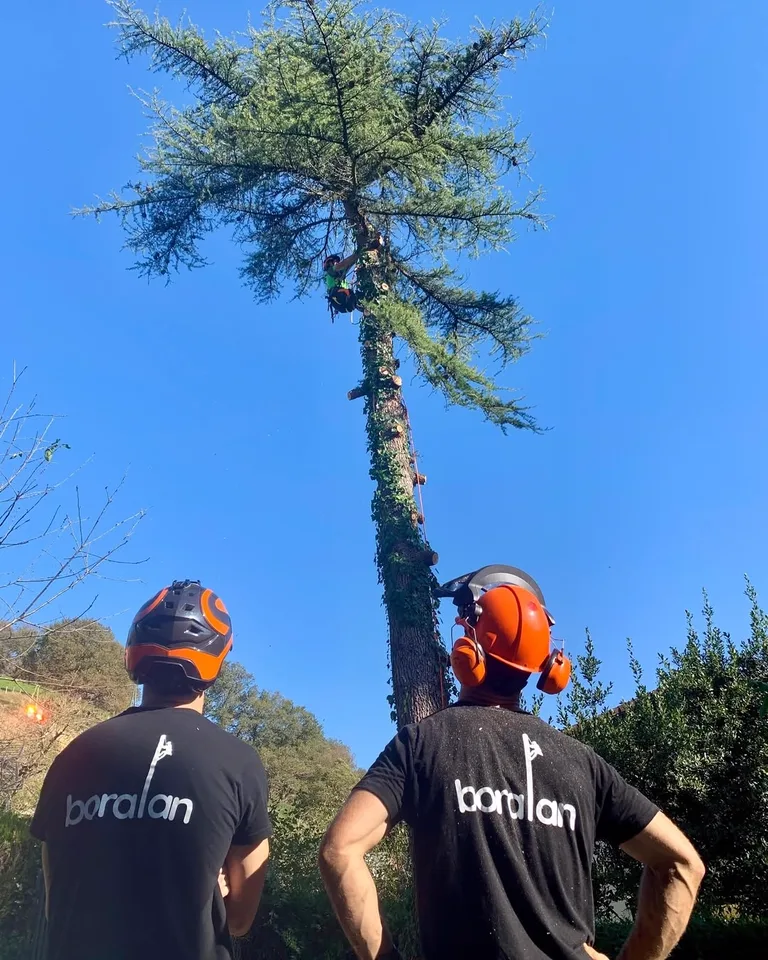 Equipo de Boralan observando una tala de árbol en altura contra el cielo azul