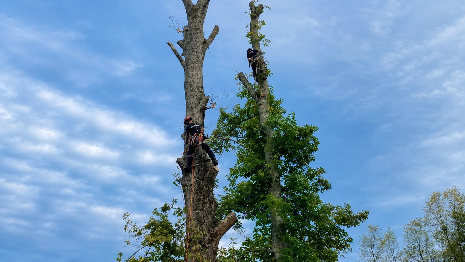 Dos arboristas de Boralan trepando árboles de gran altura