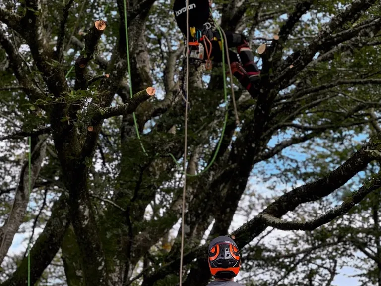 Equipo de Boralan trabajando en una zona de difícil acceso en la copa de un haya