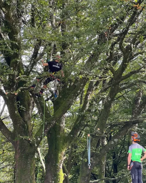 Poda en altura sobre un gran roble