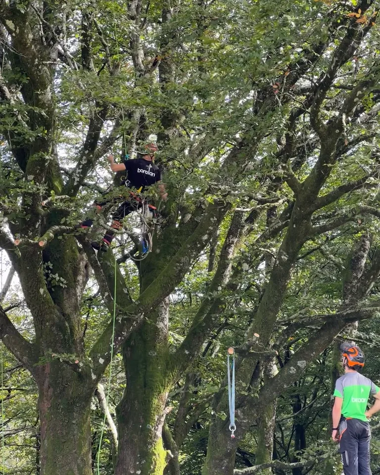 Poda en altura sobre un gran roble