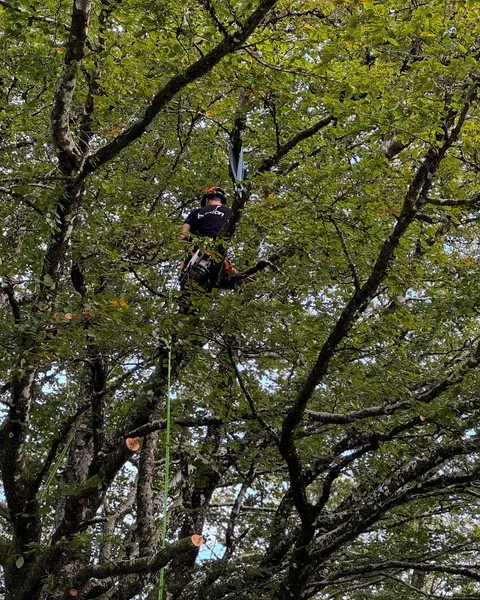 Podador trepando hasta la copa de un árbol