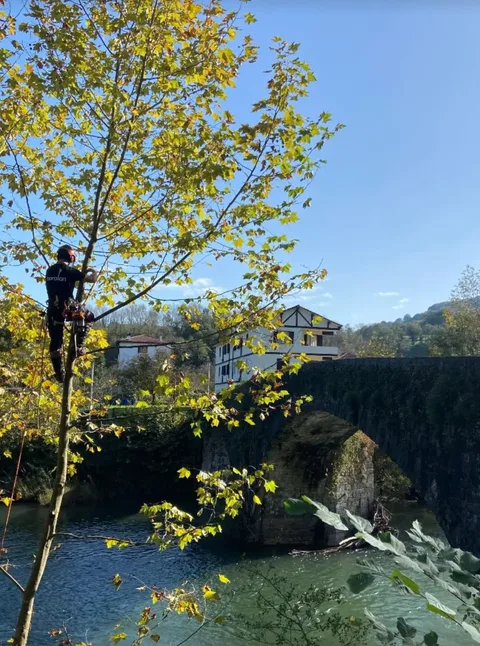 Trepa de un árbol junto al río y el puente de Lesaka